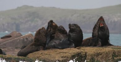 Ilha dos lobos em Torres RS