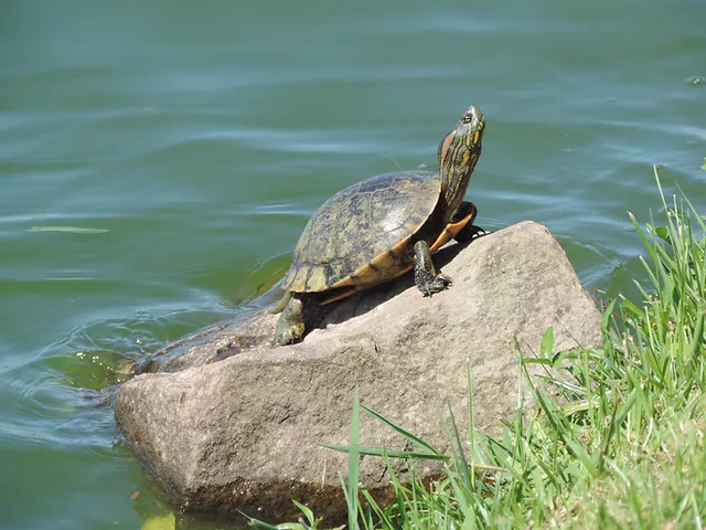 Animais da lagoa do Violão