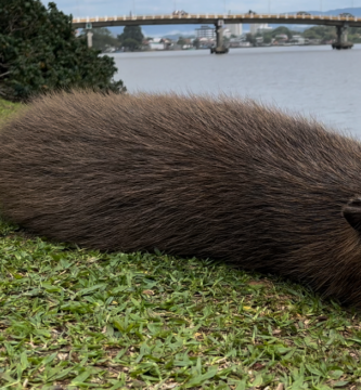 Capivaras na Orla de Torres