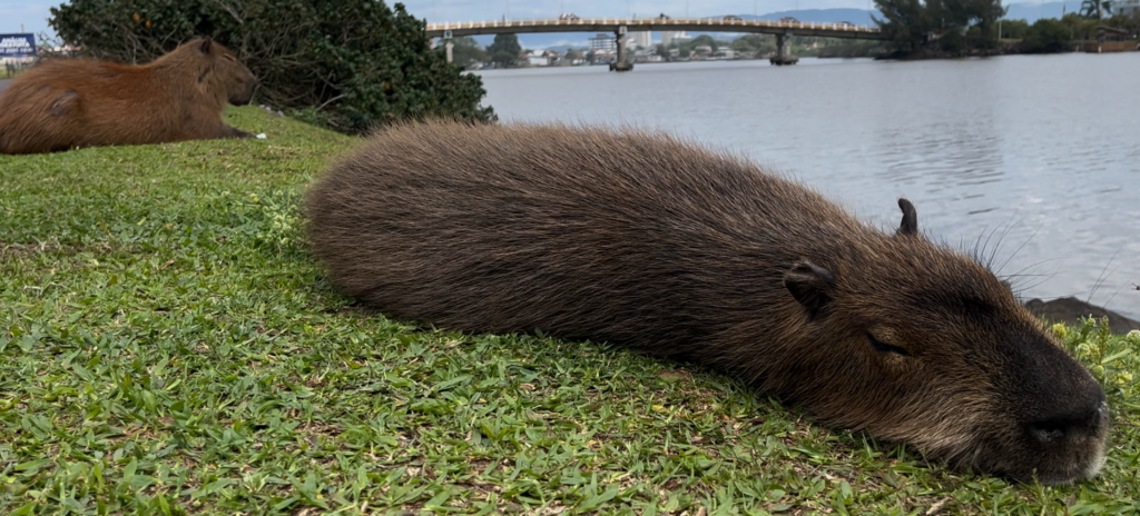 capivaras