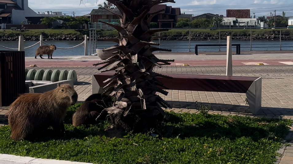 Principais pontos para observar as capivaras em Torres