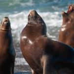 Ilha dos Lobos reaberta