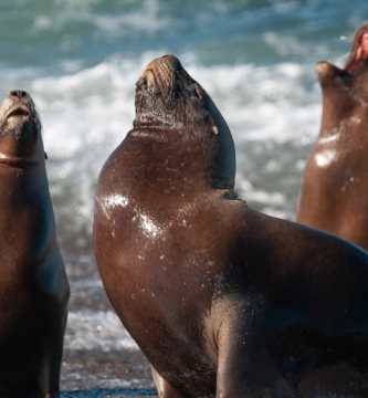 Ilha dos Lobos reaberta
