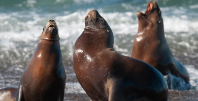 Ilha dos Lobos reaberta