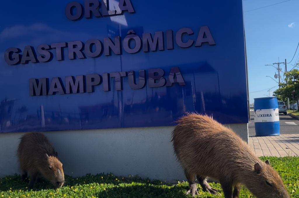 Principais pontos para observar as capivaras em Torres